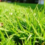 Газонная трава для ленивых: медленнорастущие смеси, которые экономят время и нервы